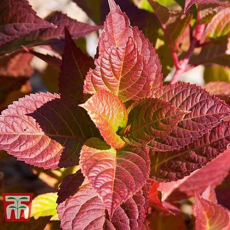 Hydrangea Macrophylla 'Endless Summer - Twist & Shout' 12 Hydrangea Macrophylla 'Endless Summer - Twist & Shout' - Image 10