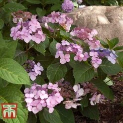Hydrangea Macrophylla 'Endless Summer - Twist & Shout' 23 Hydrangea Macrophylla 'Endless Summer - Twist & Shout' -Plants Sales Store HYDR T62055 K