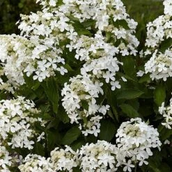 Hydrangea Paniculata 'Levana' -Plants Sales Store HYDR T63110 NOW1