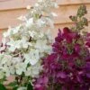 Hydrangea Paniculata 'Candlelight'