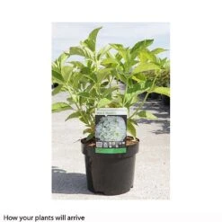 Hydrangea Macrophylla 'Mme E. Mouillere' 14 Hydrangea Macrophylla 'Mme E. Mouillere' -Plants Sales Store HYDR T66239 A h