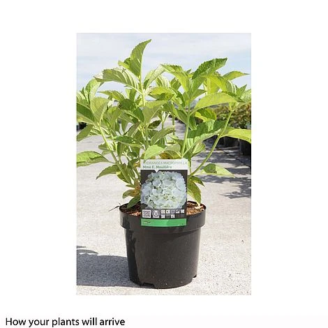 Hydrangea Macrophylla 'Mme E. Mouillere' 8 Hydrangea Macrophylla 'Mme E. Mouillere' - Image 6