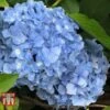 Hydrangea Macrophylla 'Nikko Blue' -Plants Sales Store HYDR T66240 A