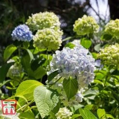 Hydrangea Macrophylla 'Nikko Blue' 7 Hydrangea Macrophylla 'Nikko Blue' -Plants Sales Store HYDR T66240 B1
