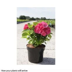 Hydrangea Macrophylla 'Red Baron' -Plants Sales Store HYDR T66241 A h