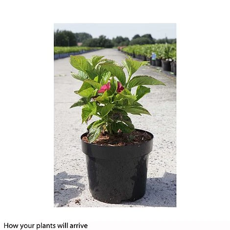 Hydrangea Macrophylla 'Rotschwanz' 4 Hydrangea Macrophylla 'Rotschwanz' - Image 2