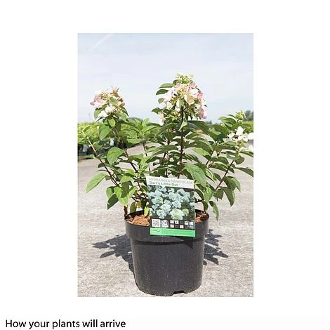 Hydrangea Paniculata 'Dart's Little Dot' 4 Hydrangea Paniculata 'Dart's Little Dot' - Image 2
