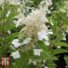 Hydrangea Paniculata 'Kyushu'