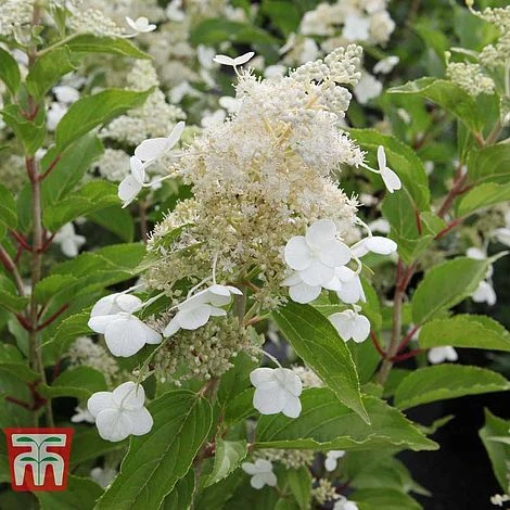 Hydrangea Paniculata 'Kyushu' 3 Hydrangea Paniculata 'Kyushu'