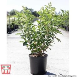 Hydrangea Paniculata 'Kyushu' 10 Hydrangea Paniculata 'Kyushu' -Plants Sales Store HYDR T66247 D