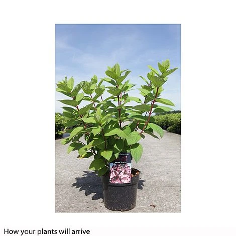 Hydrangea Paniculata 'Mega Mindy' 4 Hydrangea Paniculata 'Mega Mindy' - Image 2