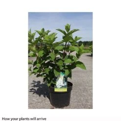 Hydrangea Paniculata 'Silver Dollar' -Plants Sales Store HYDR T66251 B h