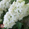 Hydrangea Quercifolia 'Snow Queen'
