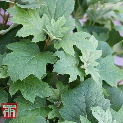 Hydrangea Quercifolia 'Snow Queen' 5 Hydrangea Quercifolia 'Snow Queen' - Image 3