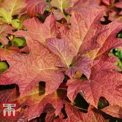 Hydrangea Quercifolia 'Snow Queen' 11 Hydrangea Quercifolia 'Snow Queen' -Plants Sales Store HYDR T66254 D