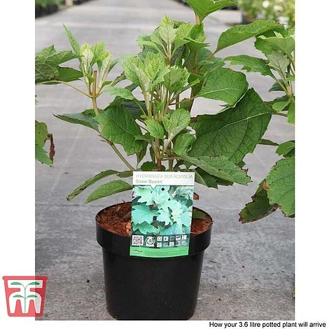 Hydrangea Quercifolia 'Snow Queen' 7 Hydrangea Quercifolia 'Snow Queen' - Image 5