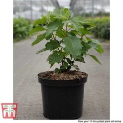 Hydrangea Quercifolia 'Snow Queen' 13 Hydrangea Quercifolia 'Snow Queen' -Plants Sales Store HYDR T66254 F