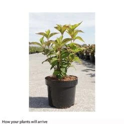 Hydrangea Serrata 'Avelroz' 7 Hydrangea Serrata 'Avelroz' -Plants Sales Store HYDR T66256 A h