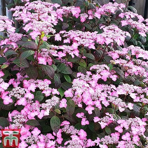 Hydrangea Serrata 'Avelroz' 3 Hydrangea Serrata 'Avelroz'