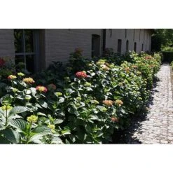 Hydrangea Macrophylla 'Alpengluehen' -Plants Sales Store HYDR T67973 A h