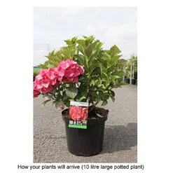 Hydrangea Macrophylla 'Alpengluehen' -Plants Sales Store HYDR T67973 B h