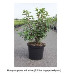 Hydrangea Paniculata 'Sundae Fraise' -Plants Sales Store HYDR T68061 B h