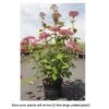 Hydrangea Arborescens 'Pink Annabelle' -Plants Sales Store HYDR T68364 B h