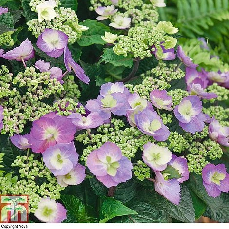 Hydrangea Serrata 'Blueberry Cheesecake' 3 Hydrangea Serrata 'Blueberry Cheesecake'