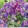 Hydrangea Macrophylla 'Black Diamonds Shining Angel Blue' 2 Hydrangea Macrophylla 'Black Diamonds Shining Angel Blue' -Plants Sales Store HYDR T79741 A
