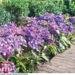 Hydrangea Macrophylla 'Black Diamonds Shining Angel Blue' -Plants Sales Store HYDR T79741 F1