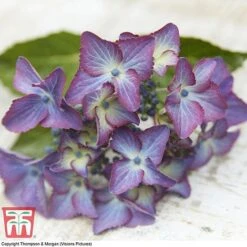 Hydrangea Macrophylla 'Black Diamonds Shining Angel Blue' -Plants Sales Store HYDR T79741 G1