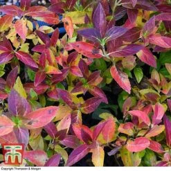 Hydrangea 'Runaway Bride' -Plants Sales Store HYDR TKA1041 AA1