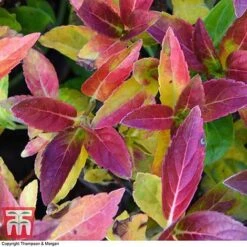 Hydrangea 'Runaway Bride' -Plants Sales Store HYDR TKA1041 BB1