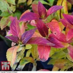 Hydrangea 'Runaway Bride' -Plants Sales Store HYDR TKA1041 CC1