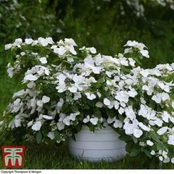 Hydrangea 'Runaway Bride' -Plants Sales Store HYDR TKA1041 H