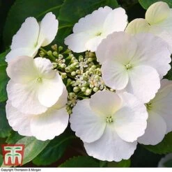 Hydrangea 'Runaway Bride' -Plants Sales Store HYDR TKA1041 M