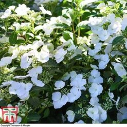 Hydrangea 'Runaway Bride' -Plants Sales Store HYDR TKA1041 Q