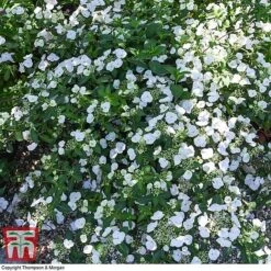 Hydrangea 'Runaway Bride' -Plants Sales Store HYDR TKA1041 S