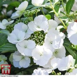 Hydrangea 'Runaway Bride' -Plants Sales Store HYDR TKA1041 T