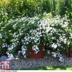Hydrangea 'Runaway Bride' -Plants Sales Store HYDR TKA1041 U