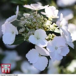 Hydrangea 'Runaway Bride' -Plants Sales Store HYDR TKA1041 V