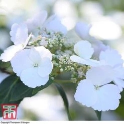 Hydrangea 'Runaway Bride' -Plants Sales Store HYDR TKA1041 W