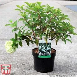 Hydrangea Paniculata 'Polar Bear' 8 Hydrangea Paniculata 'Polar Bear' -Plants Sales Store HYDR TKA3182 C
