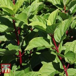 Hydrangea Paniculata 'Wim's Red' 8 Hydrangea Paniculata 'Wim's Red' -Plants Sales Store HYDR TKA3186 A1