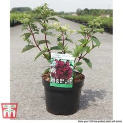 Hydrangea Paniculata 'Wim's Red' 9 Hydrangea Paniculata 'Wim's Red' -Plants Sales Store HYDR TKA3186 D