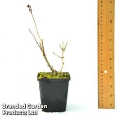 Hydrangea Paniculata 'Candlelight' -Plants Sales Store HYDR CANDLE9CM T450441