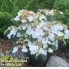 Hydrangea 'Summer Bride'