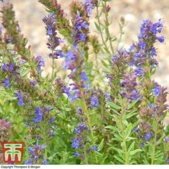 Hyssopus Officinalis -Plants Sales Store HYSS T58384 C