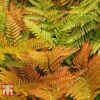 Dryopteris Erythrosora 1 Dryopteris Erythrosora -Plants Sales Store JAPA WKB3915 A
