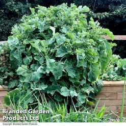 Kale 'Daubenton's Green' -Plants Sales Store KALE DAUBENTON U46760